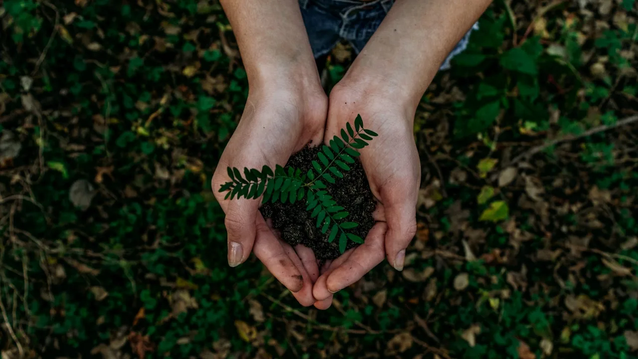 Expertise technique sylvicole sur les peuplements de résineux et de feuillus
